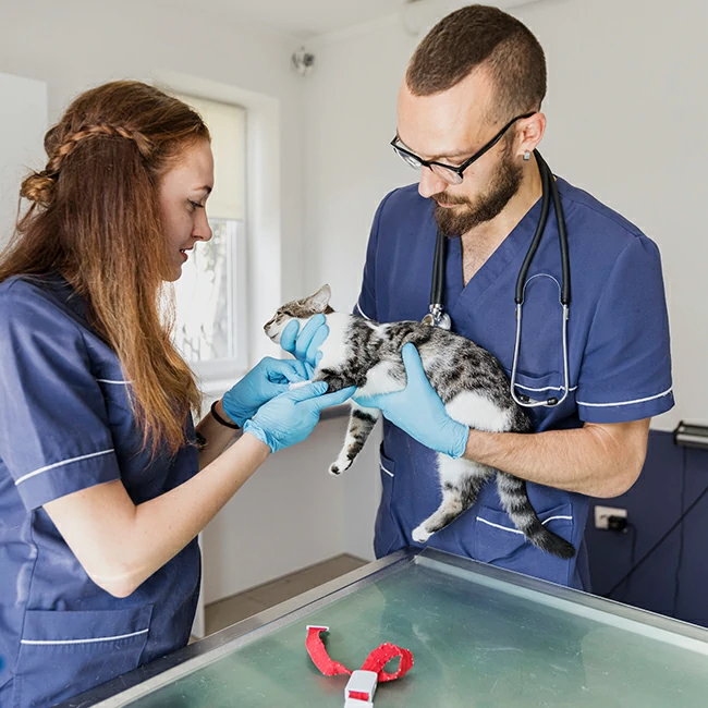 Case_Studies_Of_Animal_Hospitals_That_Have_Made_The_Switch_To_Veterinary_Oxygen_Generators_And_Benefited_From_Tax_Savings