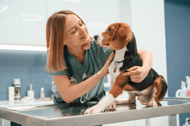 Why Choose Snyder ICU Cages