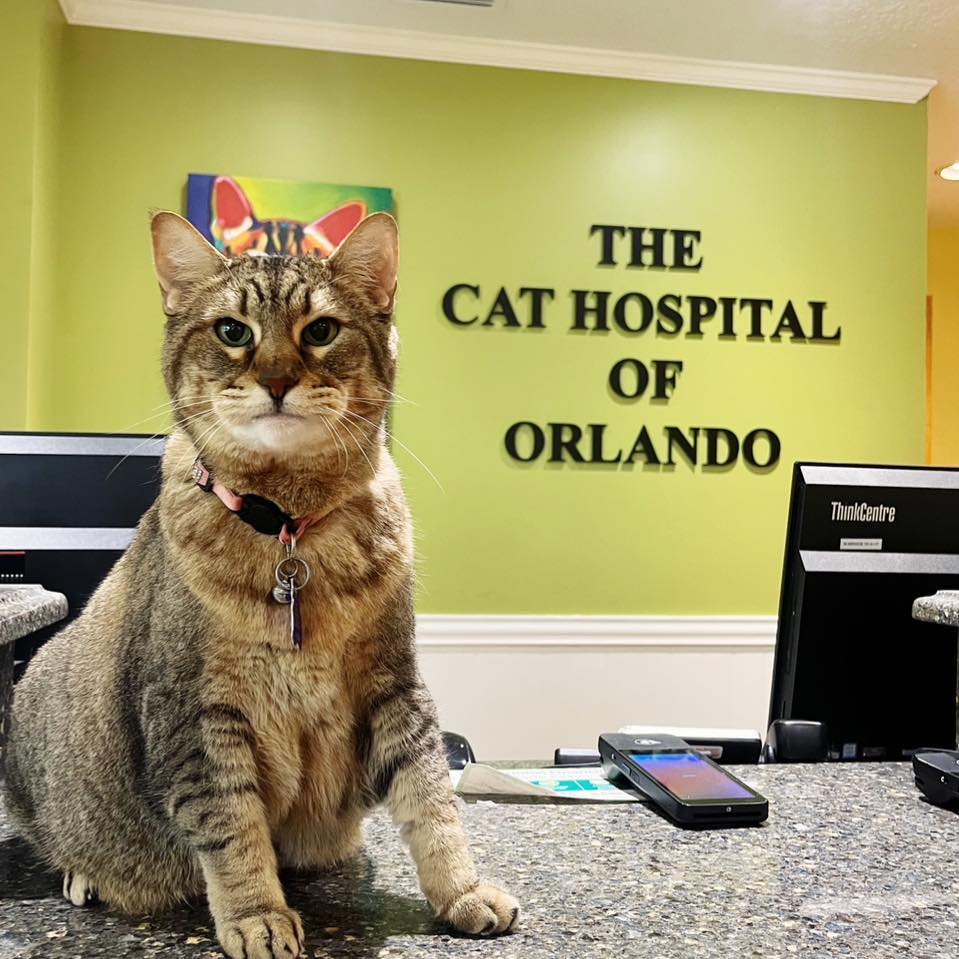 The Cat Hospital of Orlando